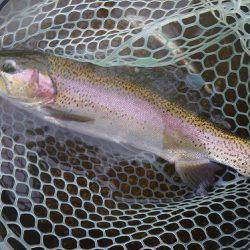 平谷湖フィッシングスポット 釣果