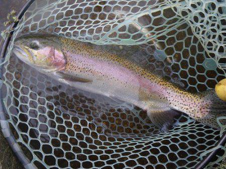 平谷湖フィッシングスポット 釣果