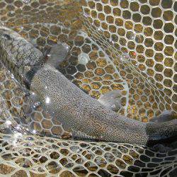 平谷湖フィッシングスポット 釣果