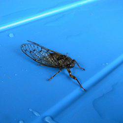 平谷湖フィッシングスポット 釣果