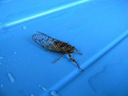 平谷湖フィッシングスポット 釣果