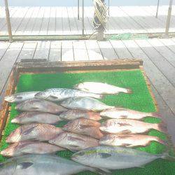 海の釣堀 海恵 釣果