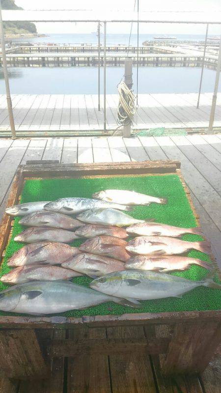 海の釣堀 海恵 釣果