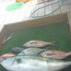 海の釣堀 海恵 釣果