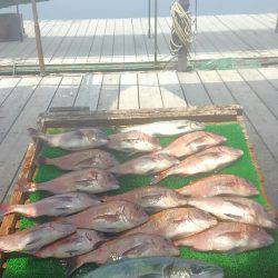 海の釣堀 海恵 釣果