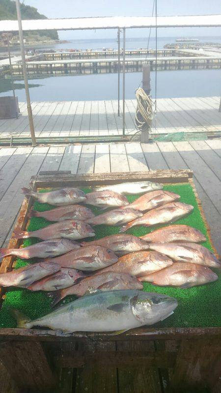 海の釣堀 海恵 釣果