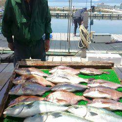 海の釣堀 海恵 釣果