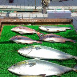 海の釣堀 海恵 釣果
