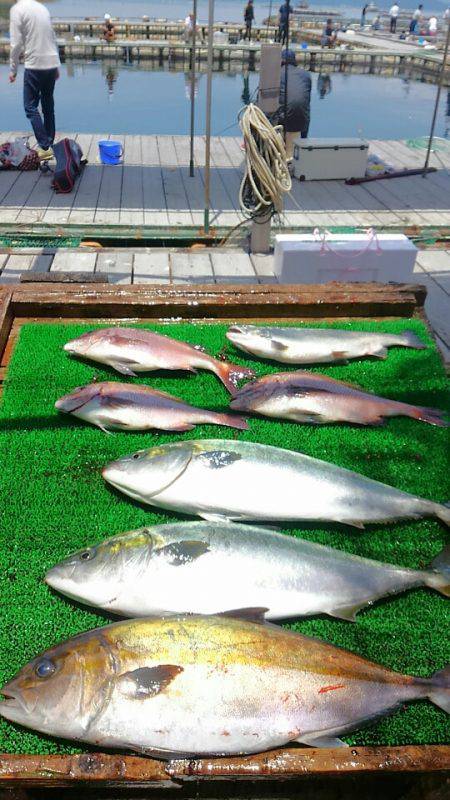 海の釣堀 海恵 釣果