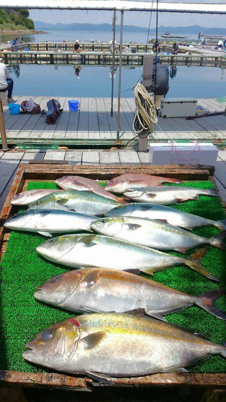 海の釣堀 海恵 釣果