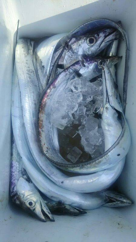 サンマリン 釣果