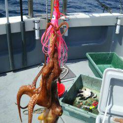 サンマリン 釣果