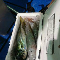 海龍丸(石川) 釣果