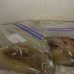 海龍丸(石川) 釣果