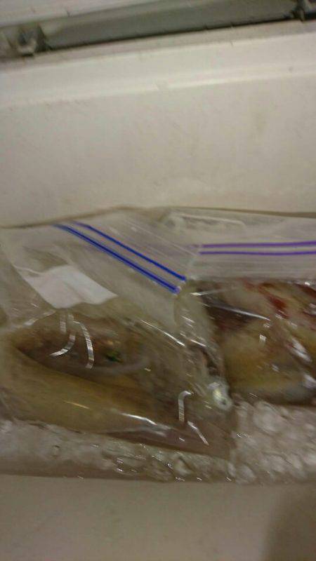 海龍丸(石川) 釣果