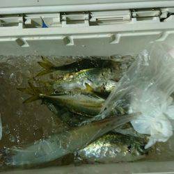 海龍丸(石川) 釣果