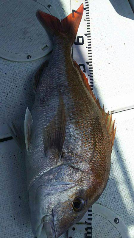 タイラバ遊漁船 ワンピース 釣果