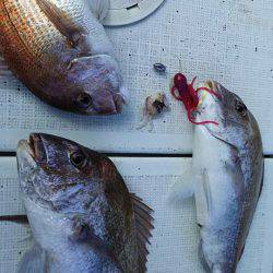 タイラバ遊漁船 ワンピース 釣果