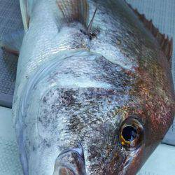 タイラバ遊漁船 ワンピース 釣果