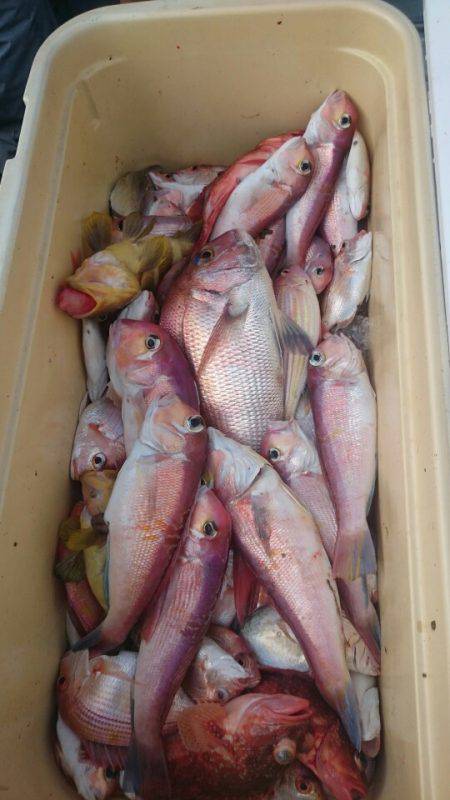 ARCADIAⅡ (アルカディアⅡ) 釣果