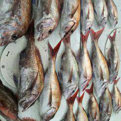 タイラバ遊漁船 ワンピース 釣果