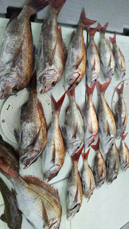 タイラバ遊漁船 ワンピース 釣果