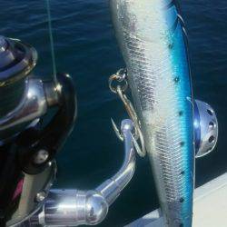 サンマリン 釣果