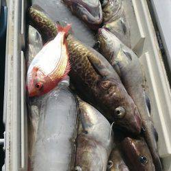 ARCADIAⅡ (アルカディアⅡ) 釣果