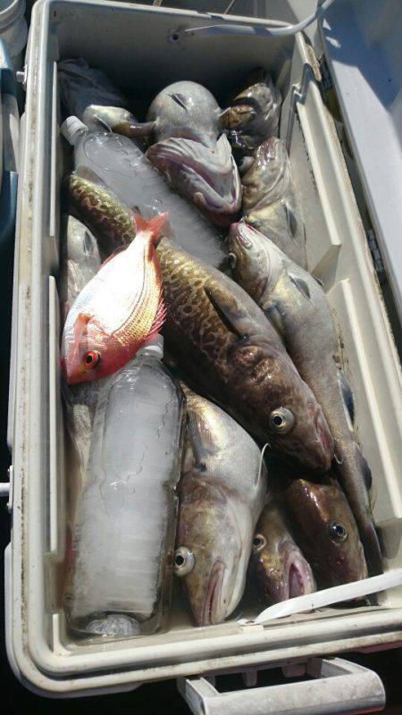 ARCADIAⅡ (アルカディアⅡ) 釣果