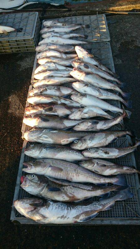 ARCADIAⅡ (アルカディアⅡ) 釣果