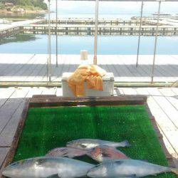 海の釣堀 海恵 釣果