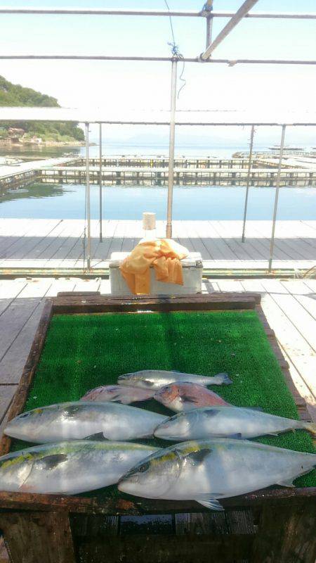 海の釣堀 海恵 釣果