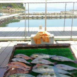 海の釣堀 海恵 釣果