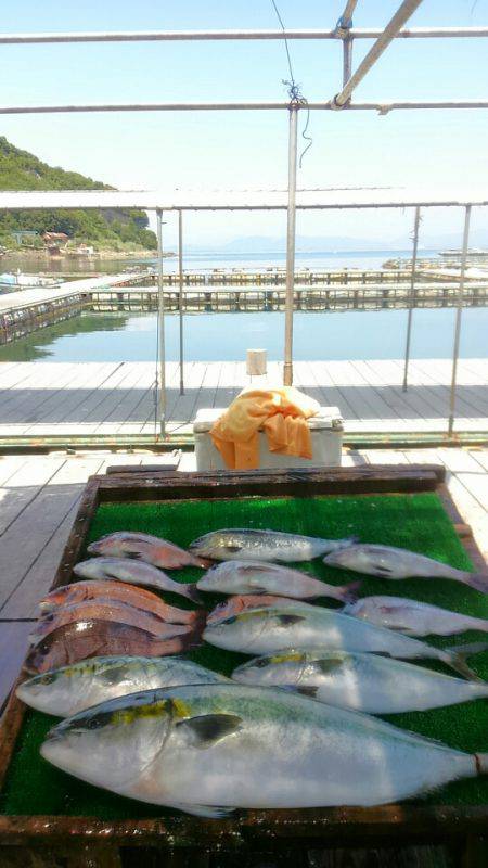 海の釣堀 海恵 釣果