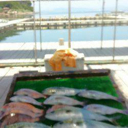 海の釣堀 海恵 釣果