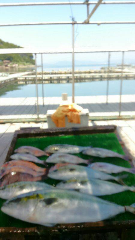 海の釣堀 海恵 釣果