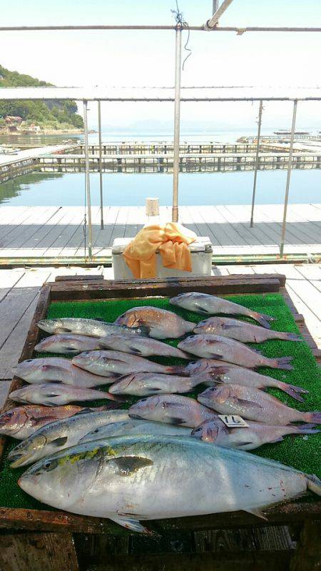 海の釣堀 海恵 釣果