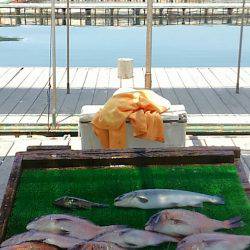 海の釣堀 海恵 釣果