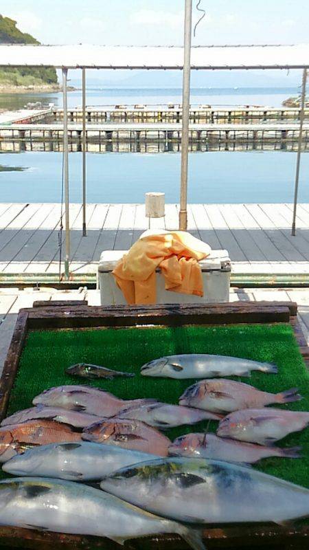 海の釣堀 海恵 釣果
