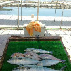 海の釣堀 海恵 釣果