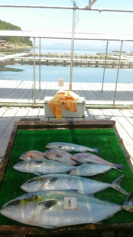 海の釣堀 海恵 釣果