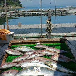 海の釣堀 海恵 釣果