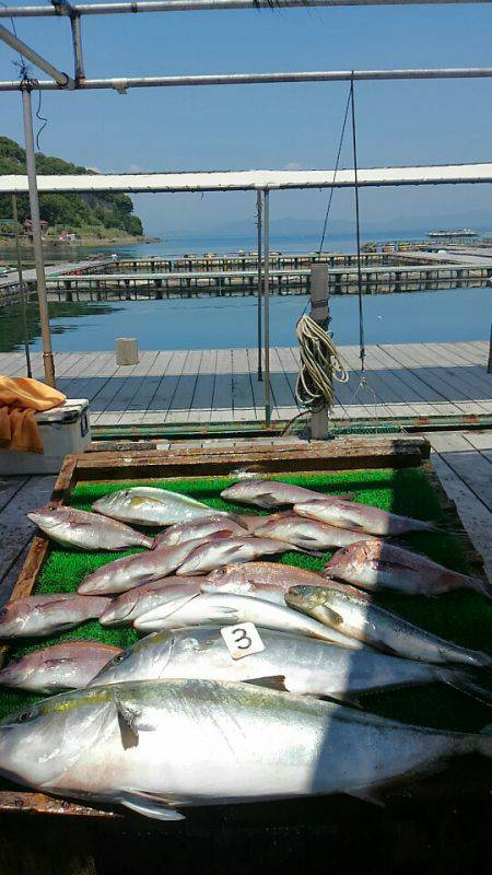 海の釣堀 海恵 釣果