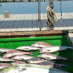 海の釣堀 海恵 釣果