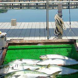 海の釣堀 海恵 釣果