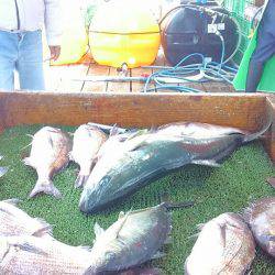 海の釣堀 海恵 釣果