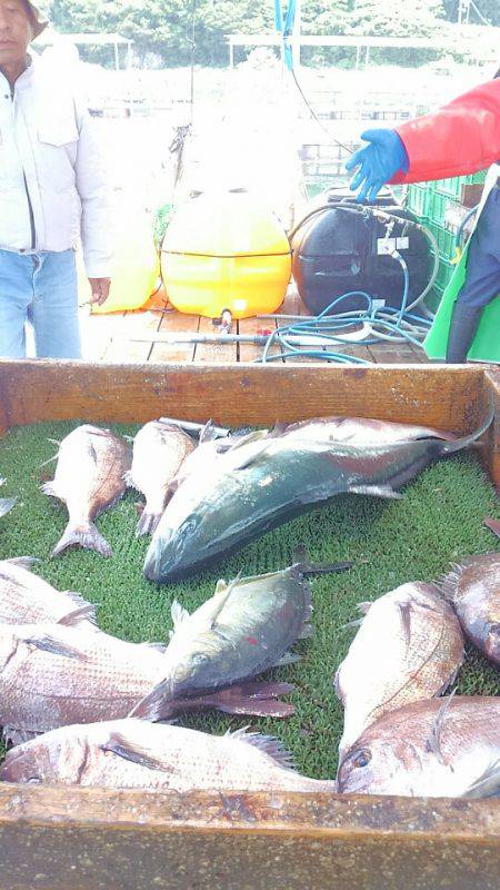 海の釣堀 海恵 釣果
