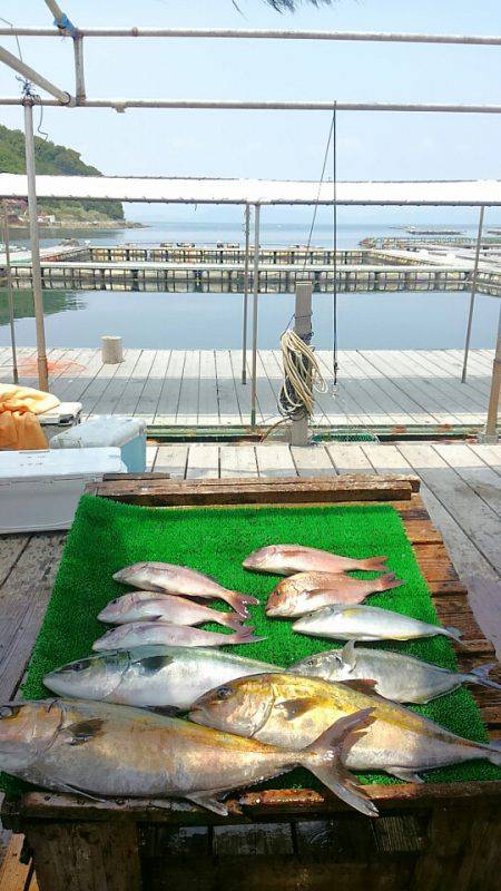 海の釣堀 海恵 釣果