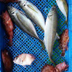 小島丸 釣果