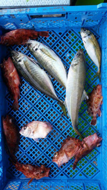 小島丸 釣果